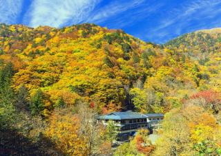 Foresta di Izu-Kogen in autunno