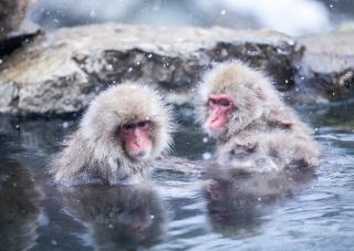 Scimmie delle nevi alle terme