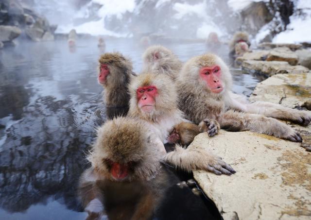 Scimmie delle nevi che fanno il bagno nelle sorgenti termali del parco Jigokudani