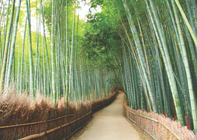 Arashiyama, la foresta di bambù di Kyoto