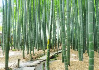 Foresta di bambù, tempio Hokoku-ji