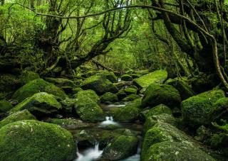 Le foreste di Yakushima
