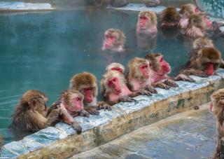 Scimmie delle nevi si rilassano in onsen, Yunokawa