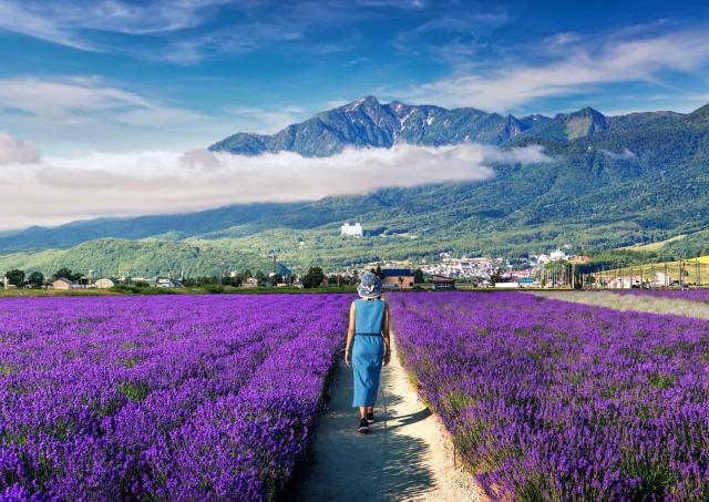 Campi di lavanda a Furano 