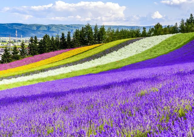 Campo Irodori alla fattoria Tomita