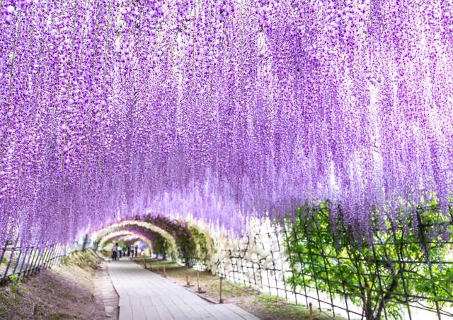 Tunnel di glicini, Kawachi Fuji Garden