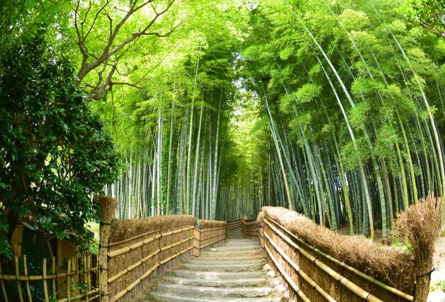 Foresta di bambù ad Arashiyama, Kyoto