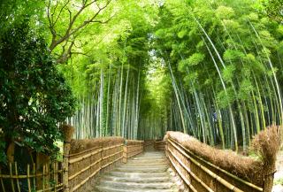 Foresta di bambù ad Arashiyama, Kyoto