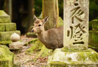 Parco dei cervi, Nara
