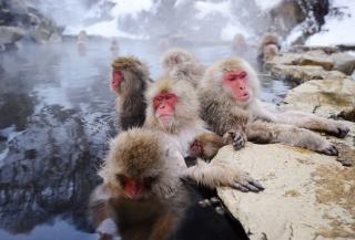 Scimmie delle nevi a Jigokudani