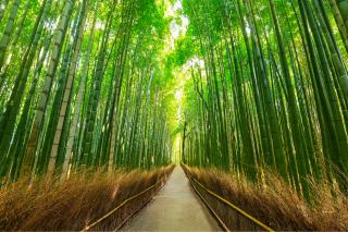 Foresta di bambù, Arashiyama
