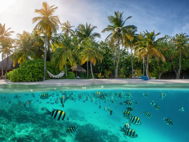 Maldive