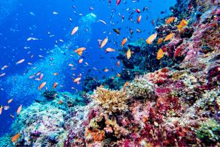 La barriera corallina delle Maldive