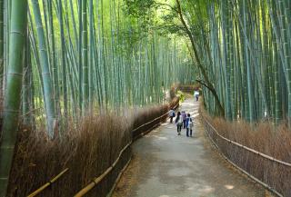 Foresta di bambù ad Arashiyama, Kyoto