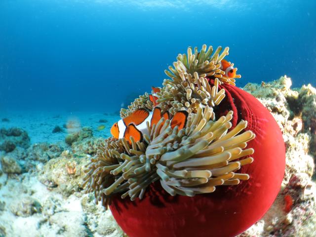 Isole Kerama, Okinawa