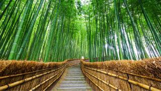 Foresta di bambù ad Arashiyama, Sagano
