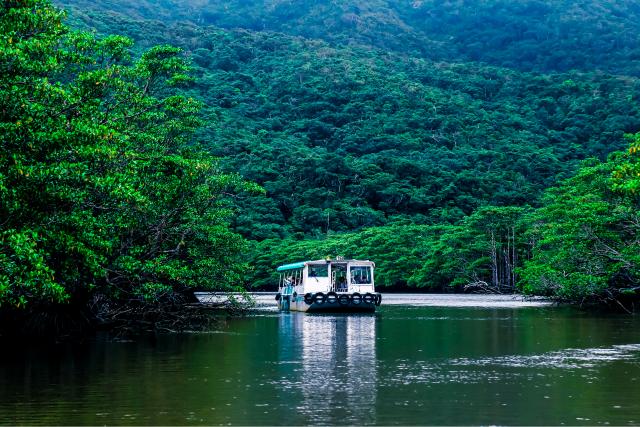 Mangrovie, isola di Iriomote