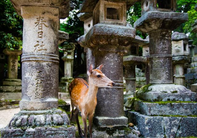 Parco dei cervi, Nara