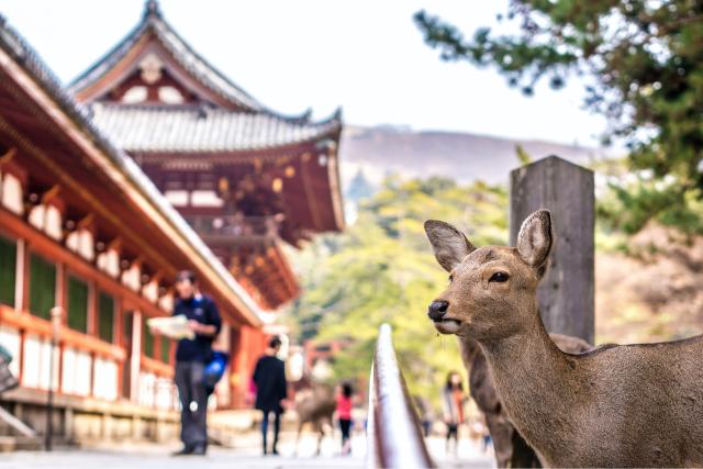Cervi al santuario Kasuga Taisha, Nara