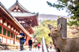 Cervi a Nara