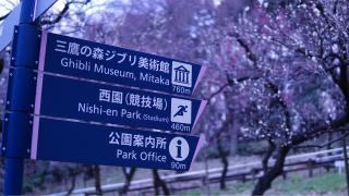 Tour al Museo Ghibli