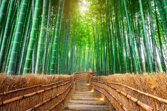 Foresta di bambù, Arashiyama