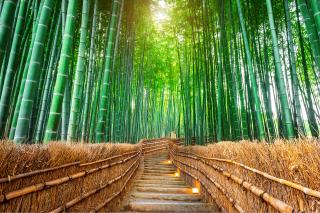 Foresta di bambù, Arashiyama