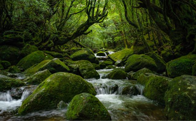 Isola di Yakushima