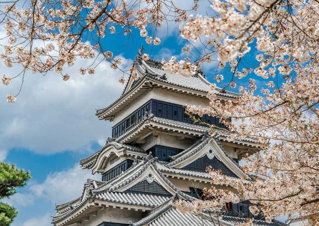 Ciliegi in primavera, Matsumoto