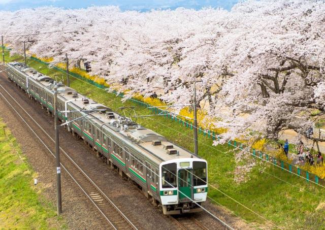 Treno che passa fra i ciliegi in fiore in Giappone