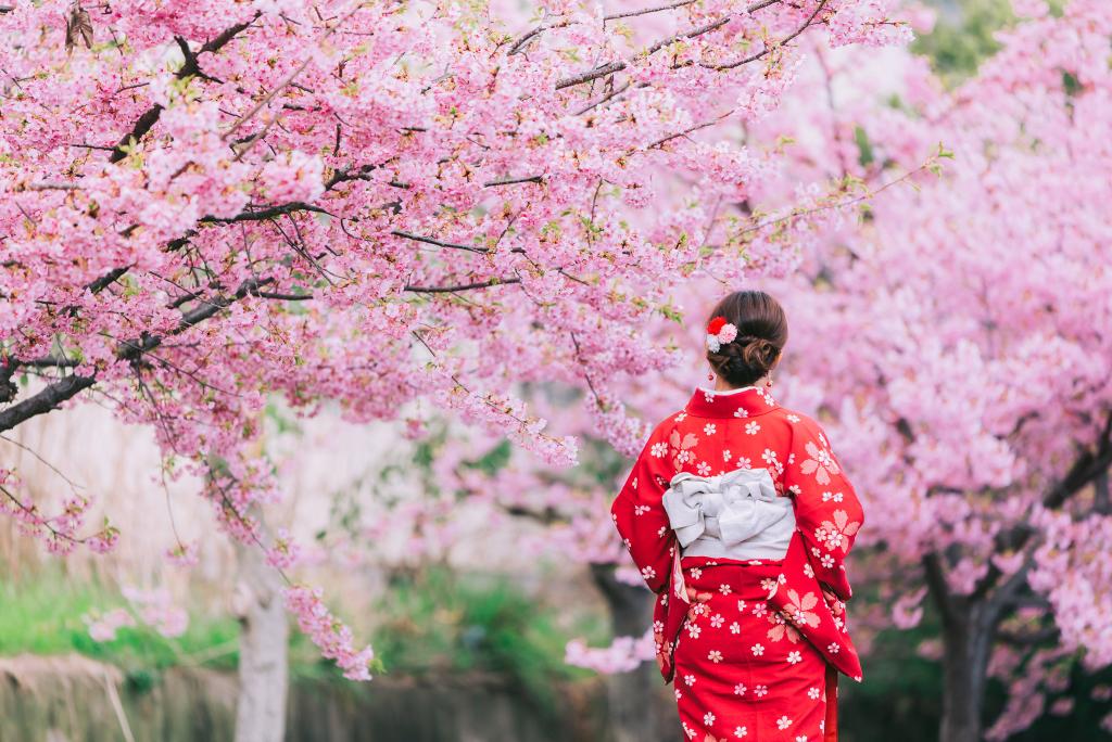 Kimono e fiori di ciliegio