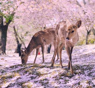 Cerbiatti tra i ciliegi fioriti del Parco di Nara 