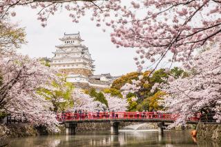 Il Castello di Himeji tra nuvole di ciliegi in fiore 