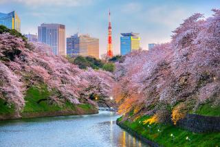 Il parco di Chidorigafuchi a Tokyo durante la piena fioritura dei ciliegi