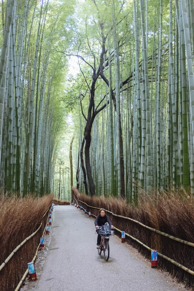 Foresta di bambú di Arashiyama