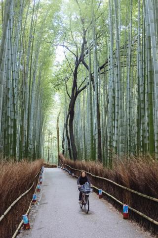 Foresta di bambú di Arashiyama
