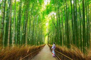 Foresta di bambù, Arashiyama, Kyoto