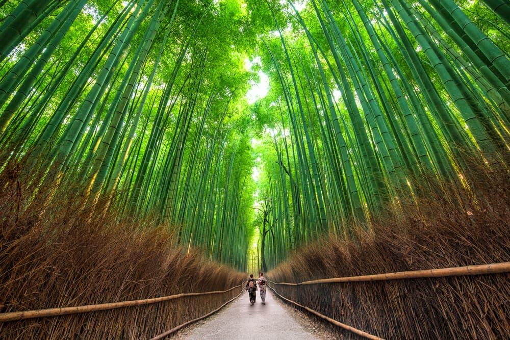 I boschetti di bambù di Arashiyama, Kyoto, Giappone