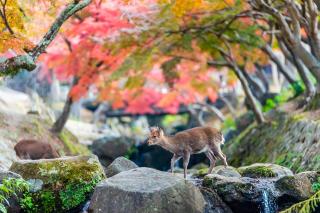 Cervo al parco di Nara, in autunno