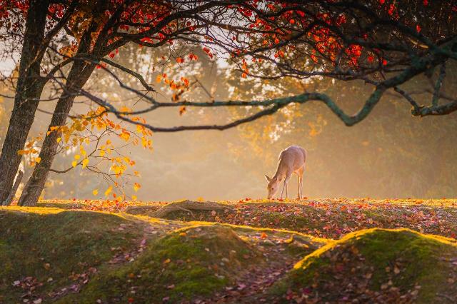 Cervo sotto il colorato fogliame autunnale, parco di Nara