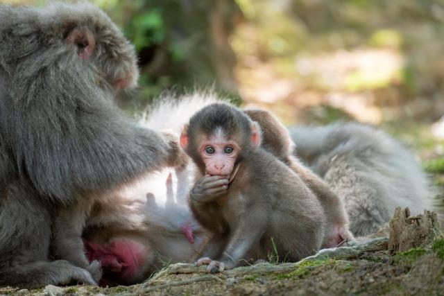 Famiglia di scimmie nel parco delle scimmie di Iwatayama, Kyoto