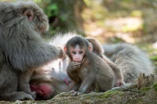 Famiglia di scimmie nel parco delle scimmie di Iwatayama, Kyoto