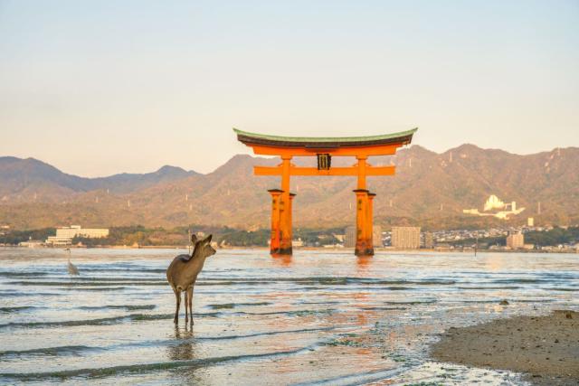 Torii galleggiante con cervi, isola di Miyajima