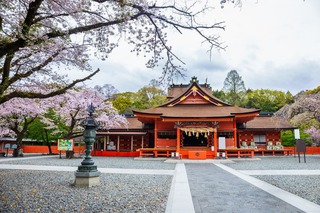 Fiori di ciliegio in fiore nel Santuario Shintoista Fujisan Hongu Sengen Taisha