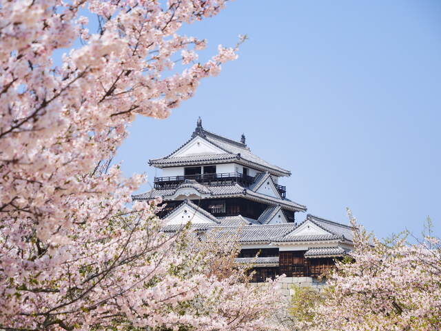 Fiori di ciliegio nel castello di Matsuyama