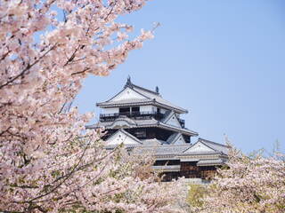 Fiori di ciliegio nel castello di Matsuyama