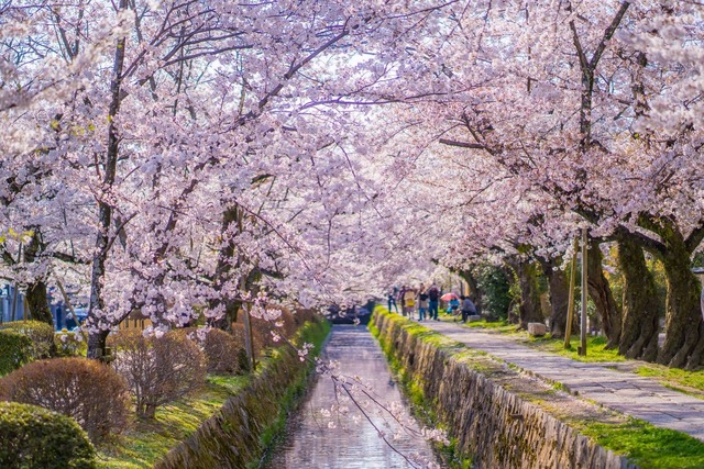 Il Sentiero dei Filosofi in primavera, Kyoto